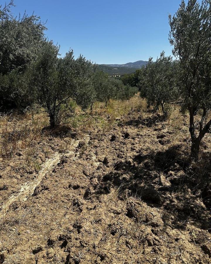 Zeytin ağacı sıraları ve arkada dağlar